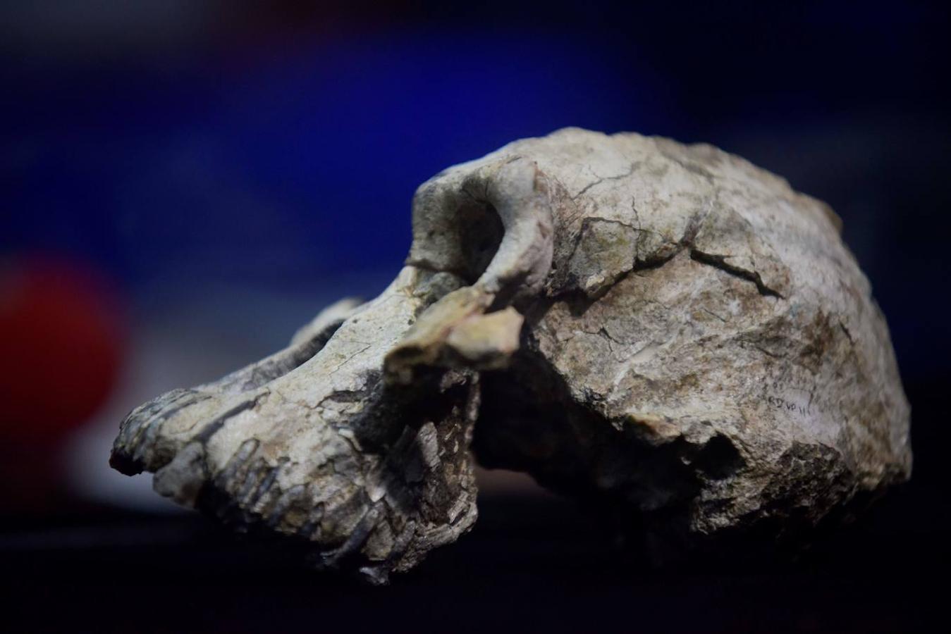 Un cráneo de Australopithecus «notablemente completo» de 3,8 millones de años de antigüedad fue descubierto en Etiopía, en que no está lejos de donde fue encontrado Lucy, según el artículo que publicó la revista 'Nature' este miércoles. Ha sido un descubrimiento que una vez más desafía nuestra comprensión de la evolución humana.