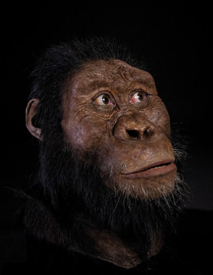Un cráneo de Australopithecus «notablemente completo» de 3,8 millones de años de antigüedad fue descubierto en Etiopía, en que no está lejos de donde fue encontrado Lucy, según el artículo que publicó la revista 'Nature' este miércoles. Ha sido un descubrimiento que una vez más desafía nuestra comprensión de la evolución humana.