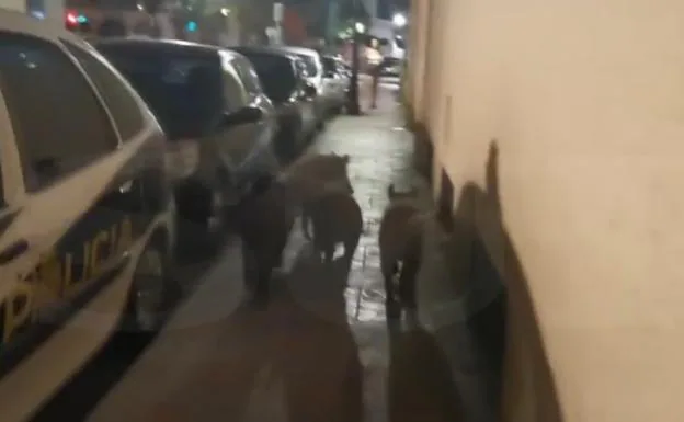 Un vídeo muestra jabalíes sueltos por las calles de Fuengirola