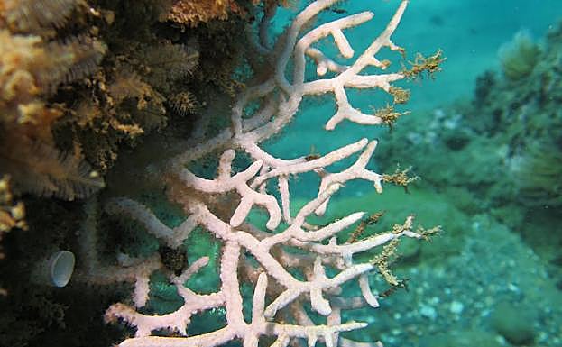 Gorgonia Blanca, una de las especies que se encuentran en el fondo marino del roquedal. 