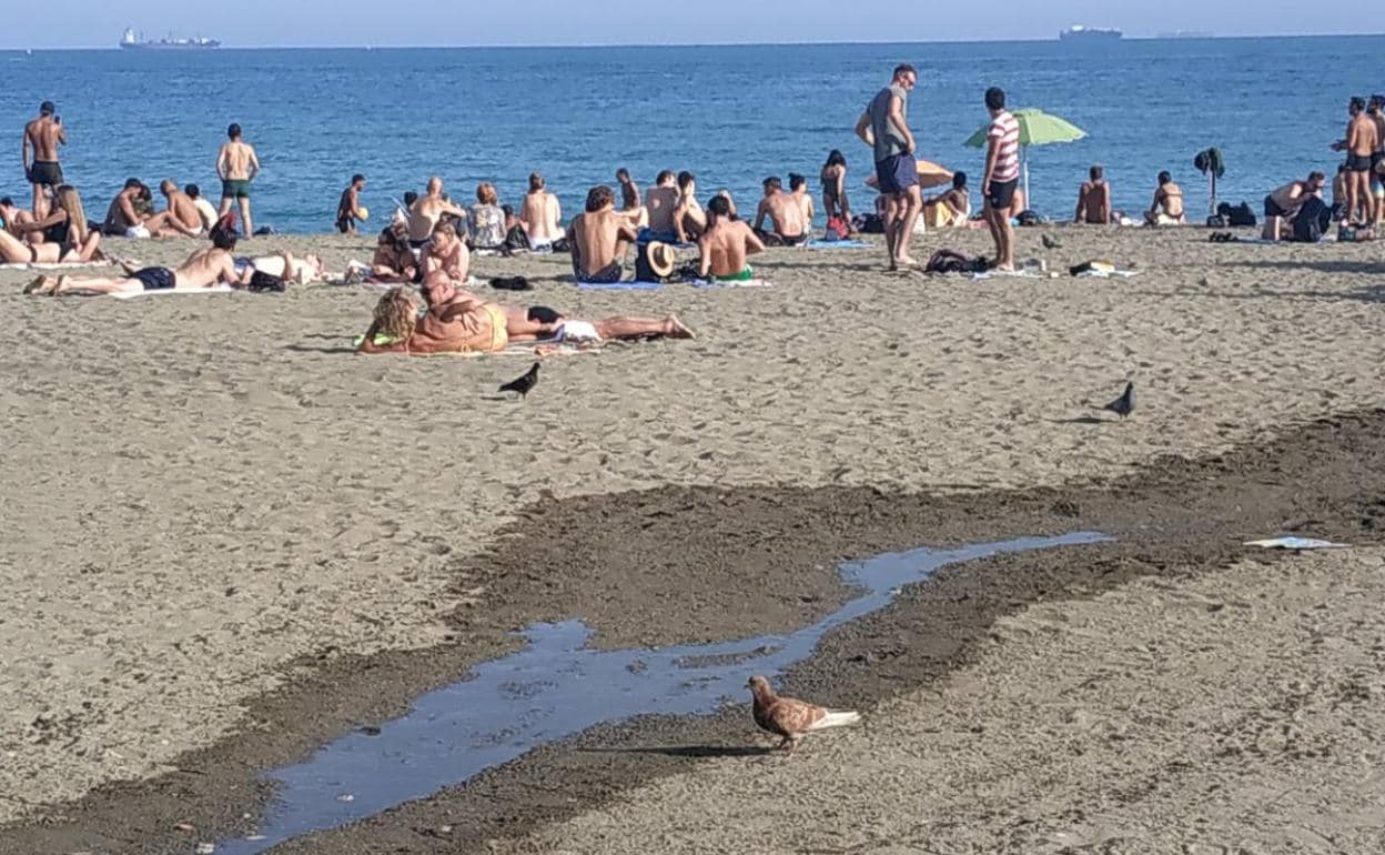 Varias palomas en la playa de La Malagueta.