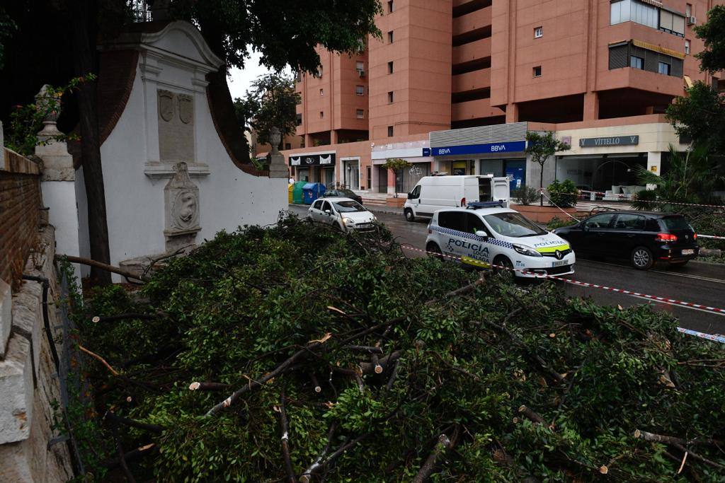 Ficus caído en Reding.