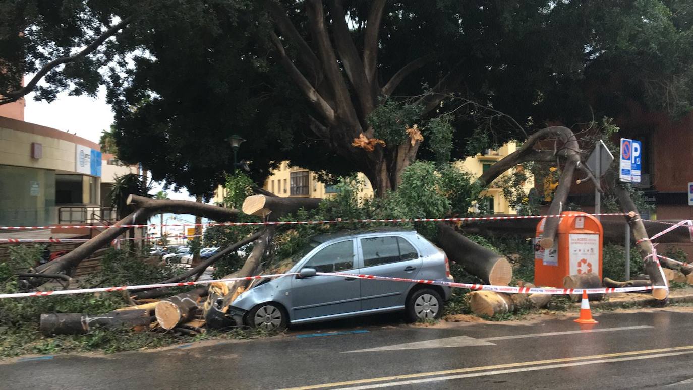 Ficus caído en Reding.