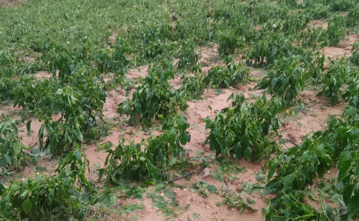 Daños del temporal en un huerto de pimientos en Alhaurín el Grande 