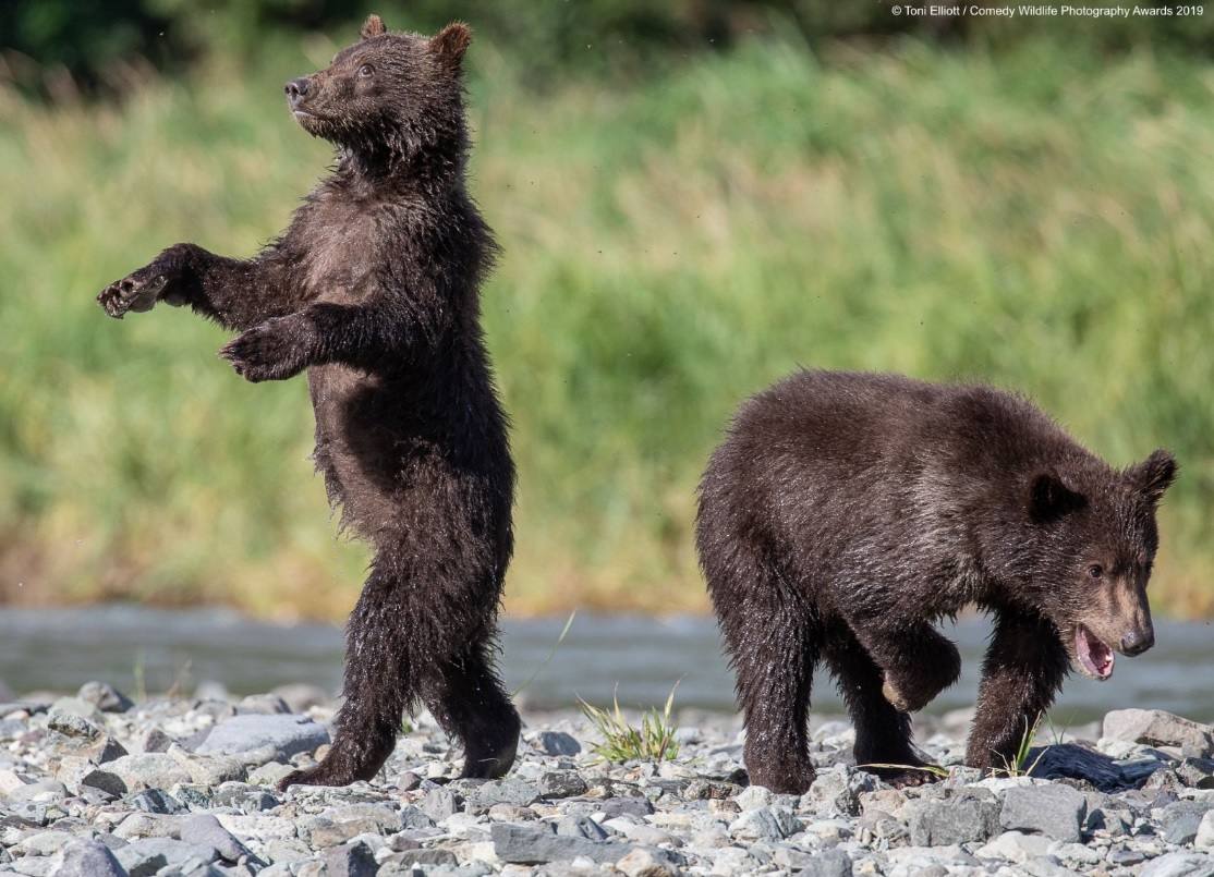 Los candidatos a la fotografía de animales más divertida