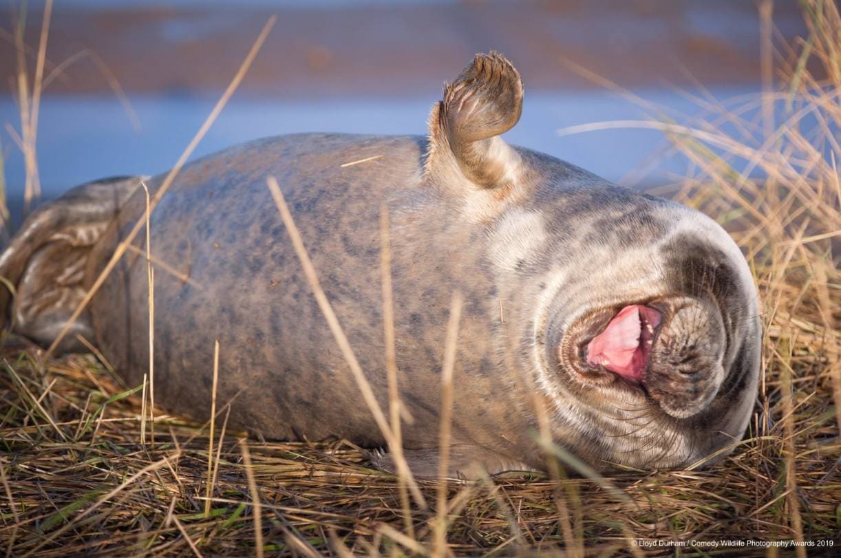 Los candidatos a la fotografía de animales más divertida