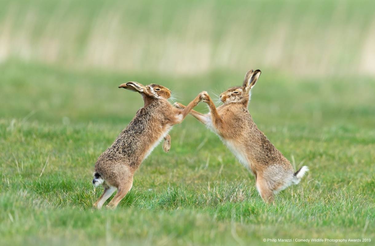 Los candidatos a la fotografía de animales más divertida