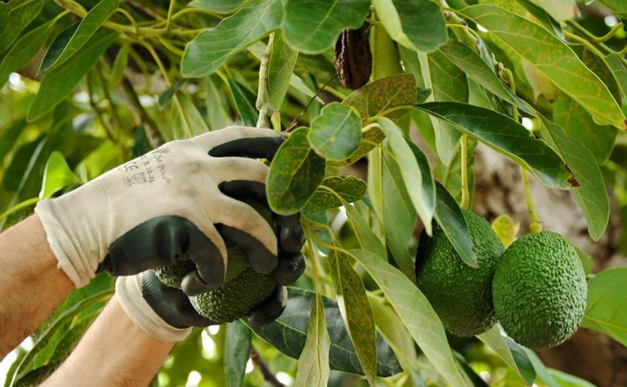 Recolección de aguacates en la Axarquía. 