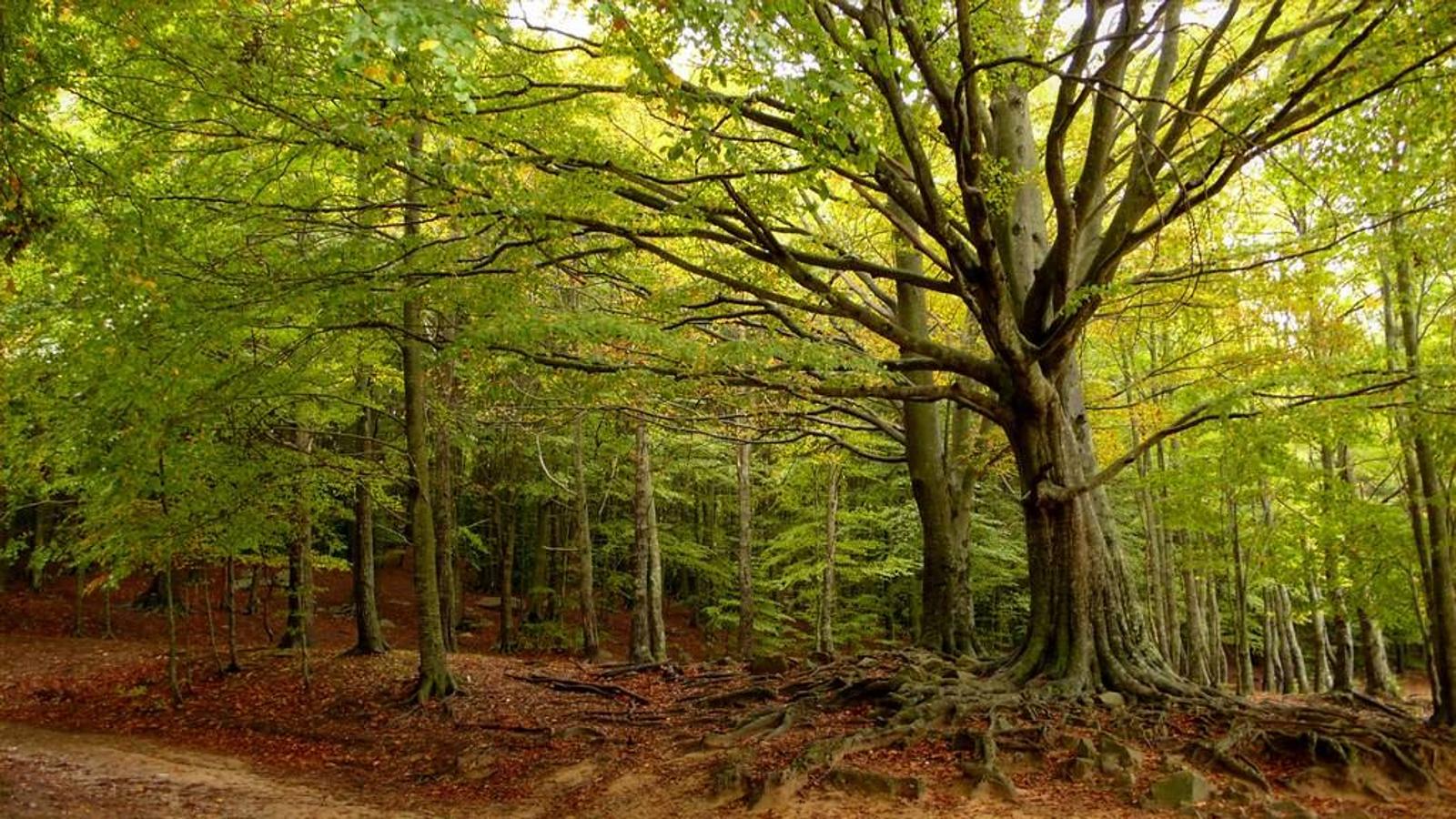 Parque natural del Montseny (Barcelona).