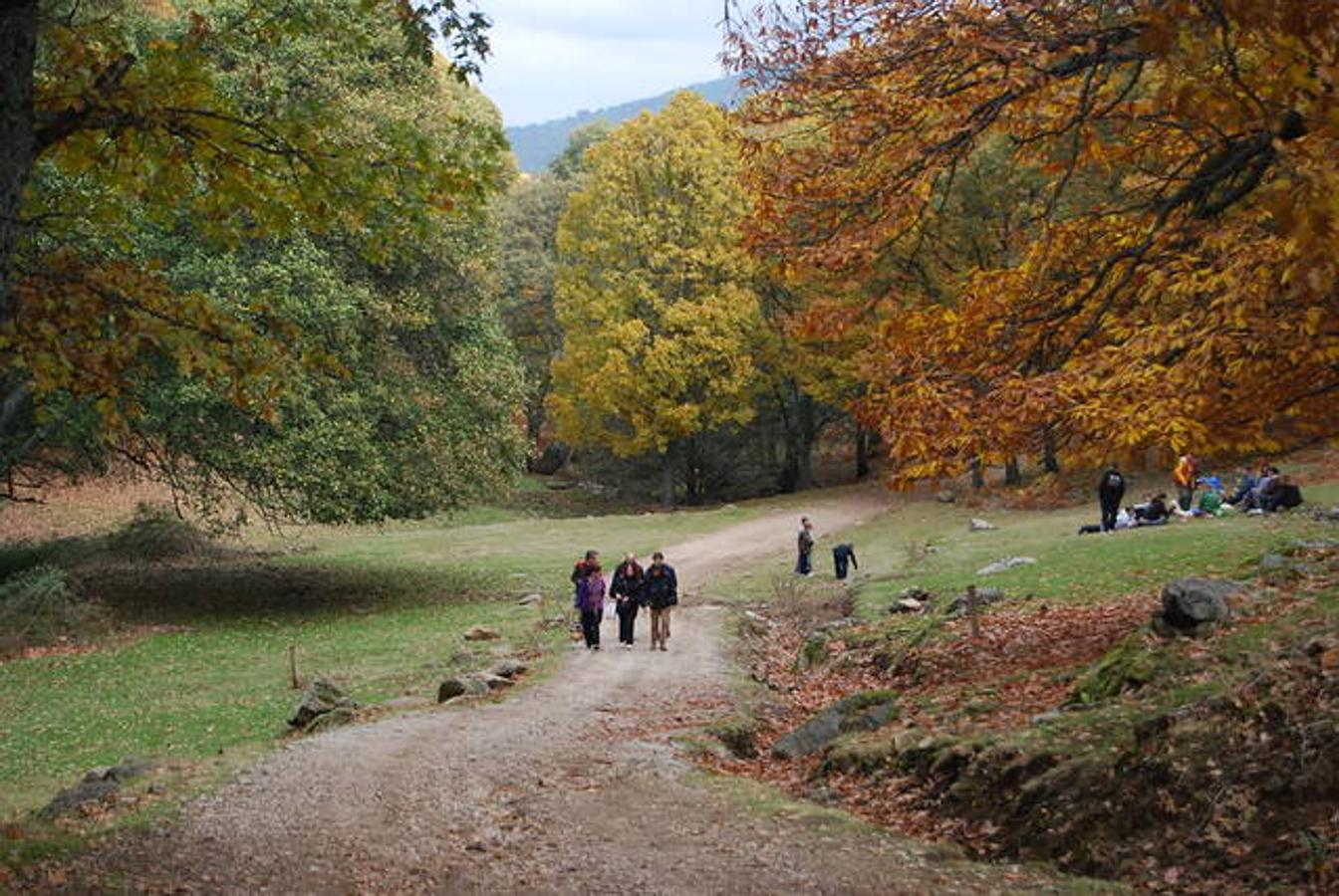 El Castañar de El Tiemblo (Ávila).