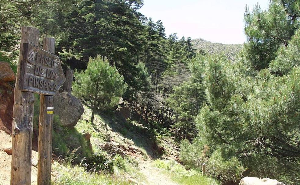 Paseo de los Pinsapos (Costa del Sol-Serranía de Ronda)