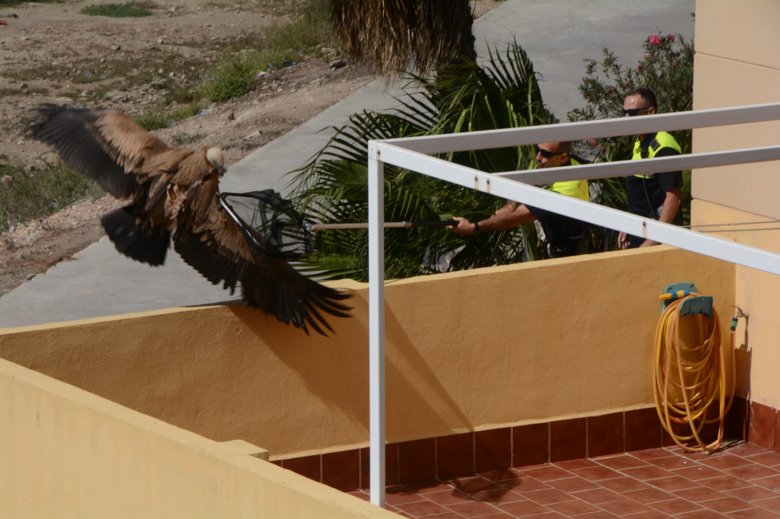 Agentes del GRUPRONA (Grupo de Protección de la Naturaleza de la Policía Local de Málaga) intentaron rescatar al animal de grandes dimensiones pero según los vecinos, al final acabó huyen en dirección a la desembocadura del Guadalhorce.