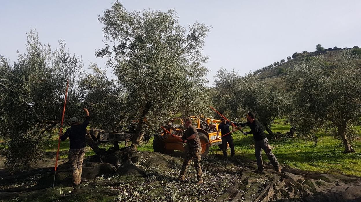 Los aranceles de EE UU preocupan al olivar andaluz. 