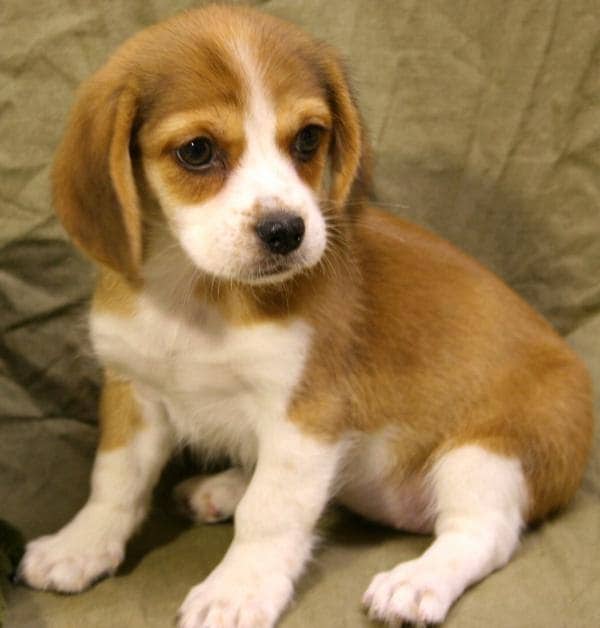 Peagle. La fusión entre el siempre combinable pequinés y el beagle da lugar a una adorable mascota de tamaño medio.