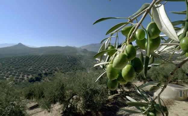 La Junta cifra en 315 millones de euros el impacto de los aranceles de EE UU en las exportaciones agroalimentarias