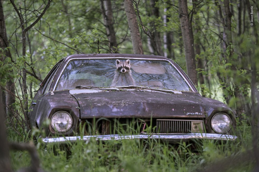 Categoría Fauna Urbana. Un mapache asoma su rostro por la ventana de un Ford Pinto de la década de 1970, en una granja desierta en Saskatchewan (Canadá)