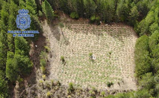 Vista aérea de las plantaciones de marihuana encontradas en el Parque Natural de la Serranía de Cuenca.