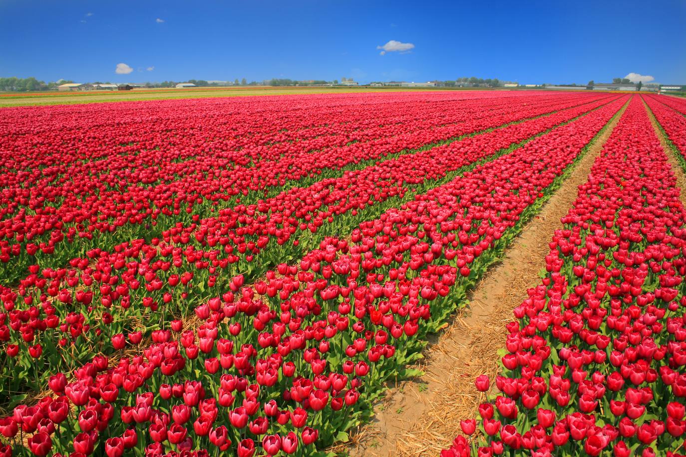 Campos de tulipanes (Holanda) | Aunque son de lo más conocido del país, sólo se encuentran en un perímetro de 25 kilómetros al sudeste de Ámsterdam. Llegaron a Holanda en 1594 y desde entonces son uno de los lugares más coloridos del mundo.