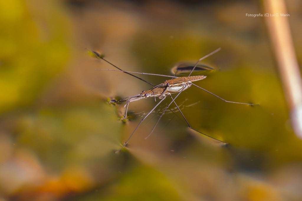 «Por si fuera poco las casas encaladas, las calles adornadas de flores, y la naturaleza radiante en plena Sierra de las Nieves, Tolox tiene un añadido más a su encanto. Desde hace tres años, se encuentran en sus calles las muestras de arte que dejan los artistas en los encuentros Art-Tolox. Nos damos una vuelta por las calles del pueblo, a encontrarnos con ese museo al aire libre, y más tarde paseamos por su entorno, para encontrarnos con ese arte natural»