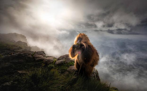 Imagen principal - Arriba, 'Gelada tras la tormenta'. Abajo, a la izquierda, '101 cocodrilos'. A la derecha, 'Reflejo de un peñasco de pájaros'. 