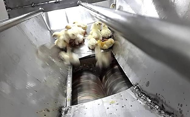 Los machos son lanzados vivos a una trituradora.