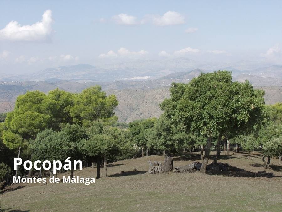 Dentro del parque natural de los Montes hay muchos balcones naturales. Uno de los menos conocidos, a los que se puede hacer una bonita ruta de senderismo, es el de Pocopán. Su nombre parece tener relación con los cultivos que había en esta antigua finca. Antaño, mucho antes de que se repoblara la zona con pinar, había en los montes muchas parcelas dedicada al trigo y algunas de viñas. Sin embargo, en esta zona en concreto se decía que tenía muchas vides para vino, pero poco trigo para pan. Pero más allá de su denominación, lo más interesante es su ubicación, que le sirve para tener unas vistas panorámicas únicas en este espacio protegido. Junto a una pequeña casa-refugio de piedra, se pueden ir viendo, especialmente en los días claros, algunas de las sierras más importantes de la provincia de Málaga, como el Jobo, Camarolos, las Cabras, el Torcal de Antequera o los tajos de Gómer y Doña Ana, estos últimos en la Alta Axarquía.