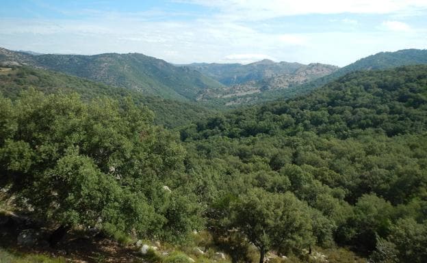 Bosque de Los Alcornocales.