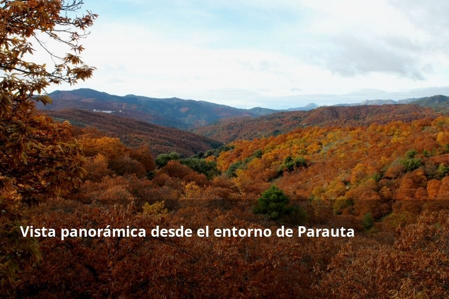 Tan espectacular como efímero. El Bosque de Cobre llega este fin de semana a sus últimas horas. Las postales idílicas del otoño de buena parte del Valle del Genal tienen una intensa, pero breve duración gracias a esos colores ocres que proporcionan sobre todo las hojas caducas de los castaños. En el triángulo que formarían los pueblos de Pujerra, Igualeja y Parauta se concentra la mayor parte de este fenómeno estacional, que arrancó hace apenas dos semanas. Eso sí, también hay importantes castañares en su entorno más inmediato, como ocurre en Jubrique, Genalguacil, Júzcar, Cartajima o Faraján. También conviene alejarse un poco para tener una perspectiva más general del color ocre del otoño en el Genal. Así, se puede ver bien desde Alpandeire, Atajate, Benadalid, Benalauría, Algatocín o Benarrabá. Los contrastes entre los colores verdes de otras arboledas o las sierras calizas del entorno son otros alicientes cromáticos para disfrutar de lo que queda este año del Bosque de Cobre.