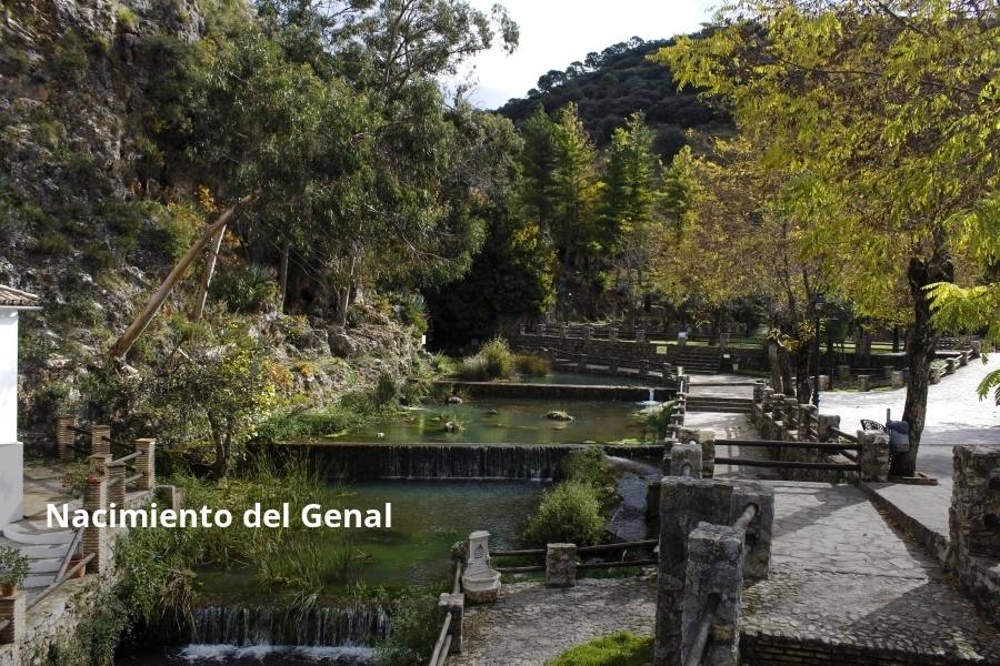 Tan espectacular como efímero. El Bosque de Cobre llega este fin de semana a sus últimas horas. Las postales idílicas del otoño de buena parte del Valle del Genal tienen una intensa, pero breve duración gracias a esos colores ocres que proporcionan sobre todo las hojas caducas de los castaños. En el triángulo que formarían los pueblos de Pujerra, Igualeja y Parauta se concentra la mayor parte de este fenómeno estacional, que arrancó hace apenas dos semanas. Eso sí, también hay importantes castañares en su entorno más inmediato, como ocurre en Jubrique, Genalguacil, Júzcar, Cartajima o Faraján. También conviene alejarse un poco para tener una perspectiva más general del color ocre del otoño en el Genal. Así, se puede ver bien desde Alpandeire, Atajate, Benadalid, Benalauría, Algatocín o Benarrabá. Los contrastes entre los colores verdes de otras arboledas o las sierras calizas del entorno son otros alicientes cromáticos para disfrutar de lo que queda este año del Bosque de Cobre.