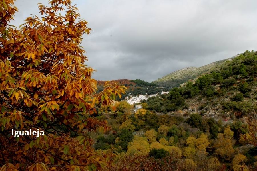 Tan espectacular como efímero. El Bosque de Cobre llega este fin de semana a sus últimas horas. Las postales idílicas del otoño de buena parte del Valle del Genal tienen una intensa, pero breve duración gracias a esos colores ocres que proporcionan sobre todo las hojas caducas de los castaños. En el triángulo que formarían los pueblos de Pujerra, Igualeja y Parauta se concentra la mayor parte de este fenómeno estacional, que arrancó hace apenas dos semanas. Eso sí, también hay importantes castañares en su entorno más inmediato, como ocurre en Jubrique, Genalguacil, Júzcar, Cartajima o Faraján. También conviene alejarse un poco para tener una perspectiva más general del color ocre del otoño en el Genal. Así, se puede ver bien desde Alpandeire, Atajate, Benadalid, Benalauría, Algatocín o Benarrabá. Los contrastes entre los colores verdes de otras arboledas o las sierras calizas del entorno son otros alicientes cromáticos para disfrutar de lo que queda este año del Bosque de Cobre.