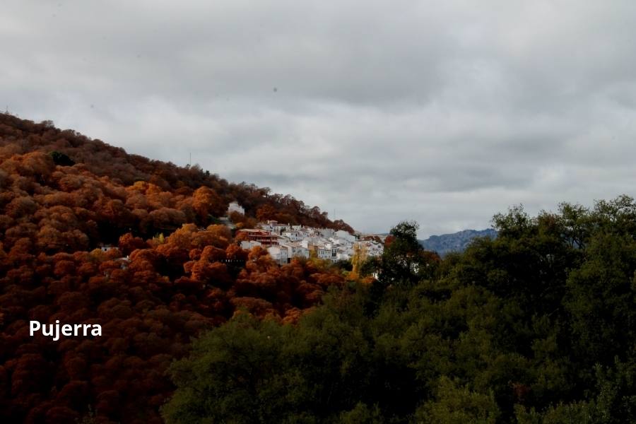 Tan espectacular como efímero. El Bosque de Cobre llega este fin de semana a sus últimas horas. Las postales idílicas del otoño de buena parte del Valle del Genal tienen una intensa, pero breve duración gracias a esos colores ocres que proporcionan sobre todo las hojas caducas de los castaños. En el triángulo que formarían los pueblos de Pujerra, Igualeja y Parauta se concentra la mayor parte de este fenómeno estacional, que arrancó hace apenas dos semanas. Eso sí, también hay importantes castañares en su entorno más inmediato, como ocurre en Jubrique, Genalguacil, Júzcar, Cartajima o Faraján. También conviene alejarse un poco para tener una perspectiva más general del color ocre del otoño en el Genal. Así, se puede ver bien desde Alpandeire, Atajate, Benadalid, Benalauría, Algatocín o Benarrabá. Los contrastes entre los colores verdes de otras arboledas o las sierras calizas del entorno son otros alicientes cromáticos para disfrutar de lo que queda este año del Bosque de Cobre.