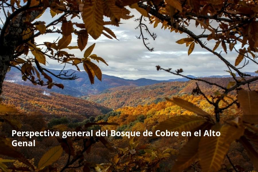 Tan espectacular como efímero. El Bosque de Cobre llega este fin de semana a sus últimas horas. Las postales idílicas del otoño de buena parte del Valle del Genal tienen una intensa, pero breve duración gracias a esos colores ocres que proporcionan sobre todo las hojas caducas de los castaños. En el triángulo que formarían los pueblos de Pujerra, Igualeja y Parauta se concentra la mayor parte de este fenómeno estacional, que arrancó hace apenas dos semanas. Eso sí, también hay importantes castañares en su entorno más inmediato, como ocurre en Jubrique, Genalguacil, Júzcar, Cartajima o Faraján. También conviene alejarse un poco para tener una perspectiva más general del color ocre del otoño en el Genal. Así, se puede ver bien desde Alpandeire, Atajate, Benadalid, Benalauría, Algatocín o Benarrabá. Los contrastes entre los colores verdes de otras arboledas o las sierras calizas del entorno son otros alicientes cromáticos para disfrutar de lo que queda este año del Bosque de Cobre.