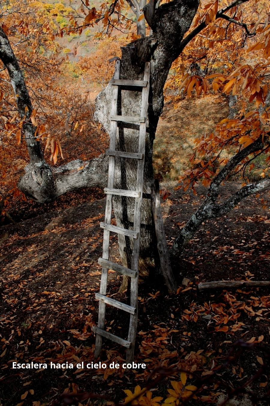 Tan espectacular como efímero. El Bosque de Cobre llega este fin de semana a sus últimas horas. Las postales idílicas del otoño de buena parte del Valle del Genal tienen una intensa, pero breve duración gracias a esos colores ocres que proporcionan sobre todo las hojas caducas de los castaños. En el triángulo que formarían los pueblos de Pujerra, Igualeja y Parauta se concentra la mayor parte de este fenómeno estacional, que arrancó hace apenas dos semanas. Eso sí, también hay importantes castañares en su entorno más inmediato, como ocurre en Jubrique, Genalguacil, Júzcar, Cartajima o Faraján. También conviene alejarse un poco para tener una perspectiva más general del color ocre del otoño en el Genal. Así, se puede ver bien desde Alpandeire, Atajate, Benadalid, Benalauría, Algatocín o Benarrabá. Los contrastes entre los colores verdes de otras arboledas o las sierras calizas del entorno son otros alicientes cromáticos para disfrutar de lo que queda este año del Bosque de Cobre.