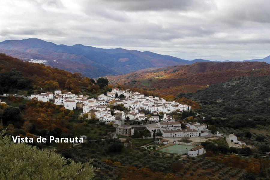 Tan espectacular como efímero. El Bosque de Cobre llega este fin de semana a sus últimas horas. Las postales idílicas del otoño de buena parte del Valle del Genal tienen una intensa, pero breve duración gracias a esos colores ocres que proporcionan sobre todo las hojas caducas de los castaños. En el triángulo que formarían los pueblos de Pujerra, Igualeja y Parauta se concentra la mayor parte de este fenómeno estacional, que arrancó hace apenas dos semanas. Eso sí, también hay importantes castañares en su entorno más inmediato, como ocurre en Jubrique, Genalguacil, Júzcar, Cartajima o Faraján. También conviene alejarse un poco para tener una perspectiva más general del color ocre del otoño en el Genal. Así, se puede ver bien desde Alpandeire, Atajate, Benadalid, Benalauría, Algatocín o Benarrabá. Los contrastes entre los colores verdes de otras arboledas o las sierras calizas del entorno son otros alicientes cromáticos para disfrutar de lo que queda este año del Bosque de Cobre.