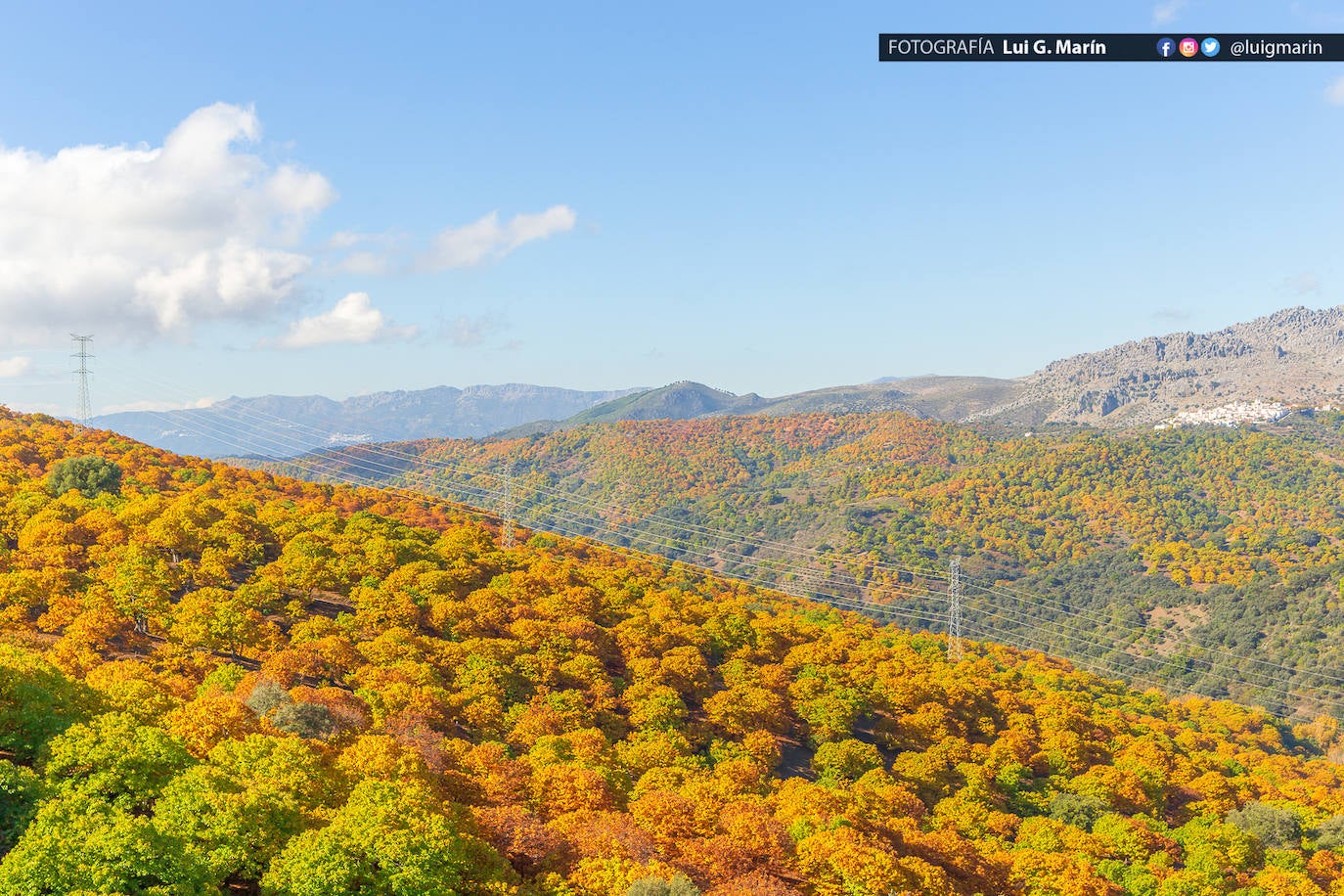 Los tonos ocres, cobrizos y dorados se apoderan, durante estos días de otoño, de los castaños