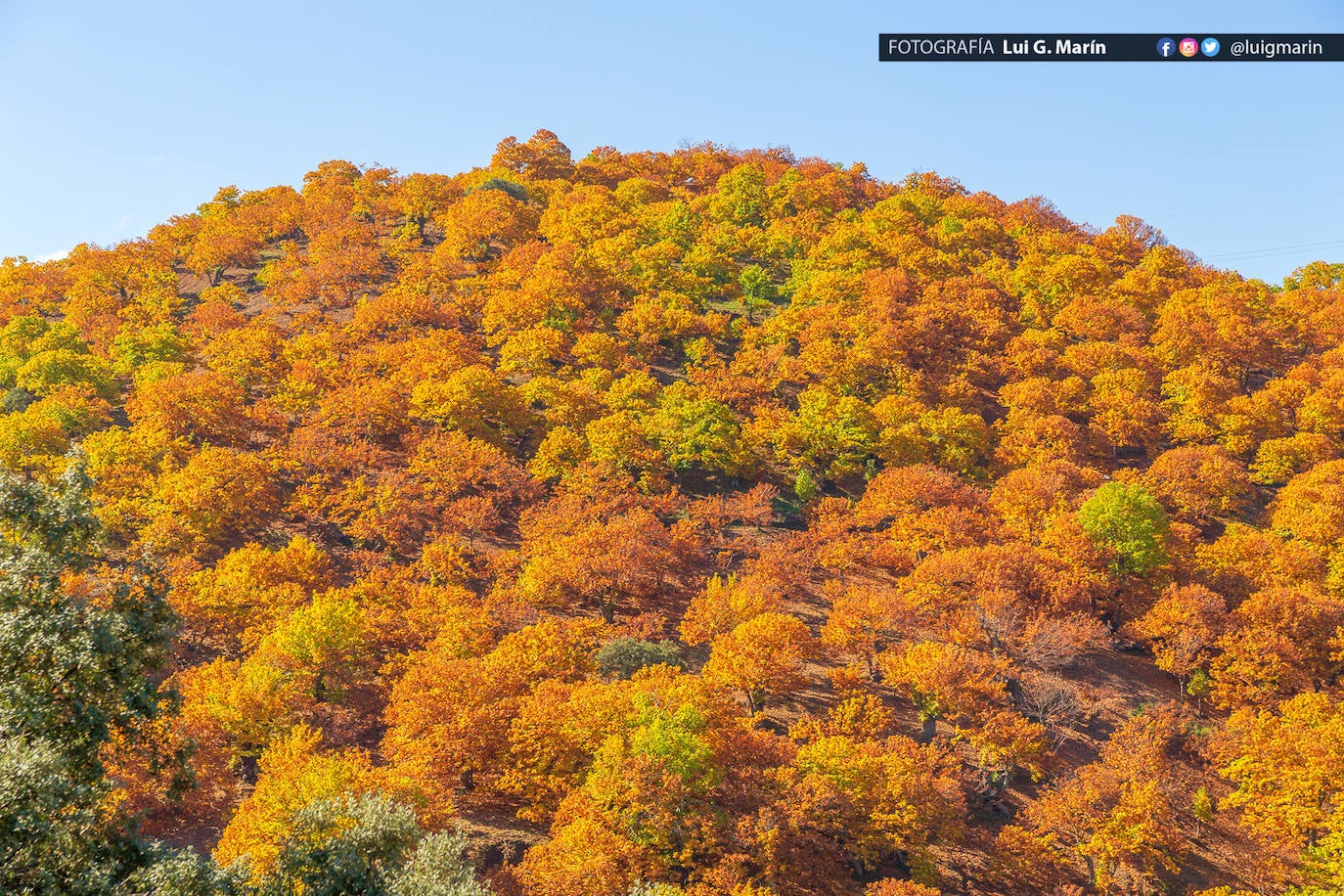 Los tonos ocres, cobrizos y dorados se apoderan, durante estos días de otoño, de los castaños