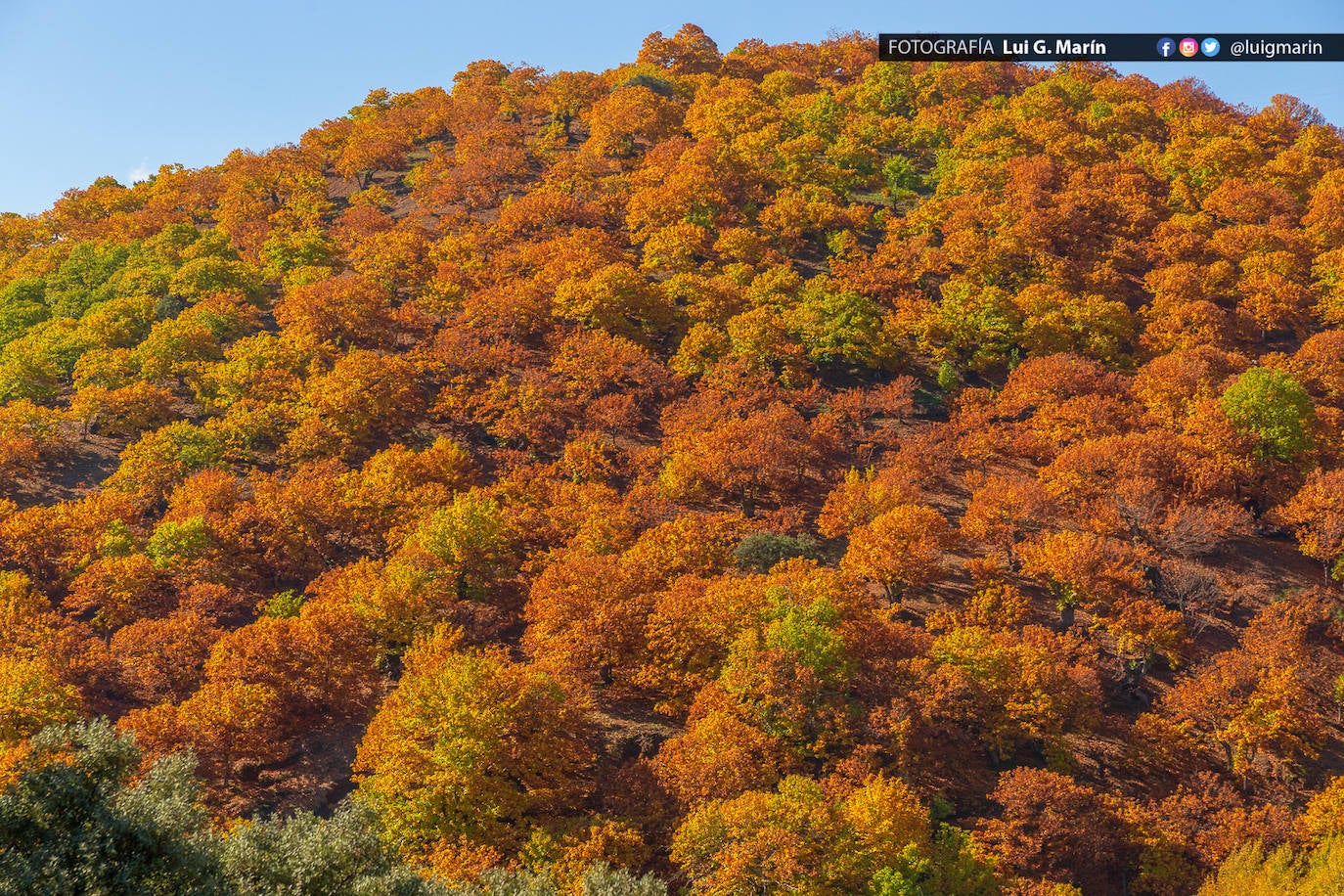 Los tonos ocres, cobrizos y dorados se apoderan, durante estos días de otoño, de los castaños
