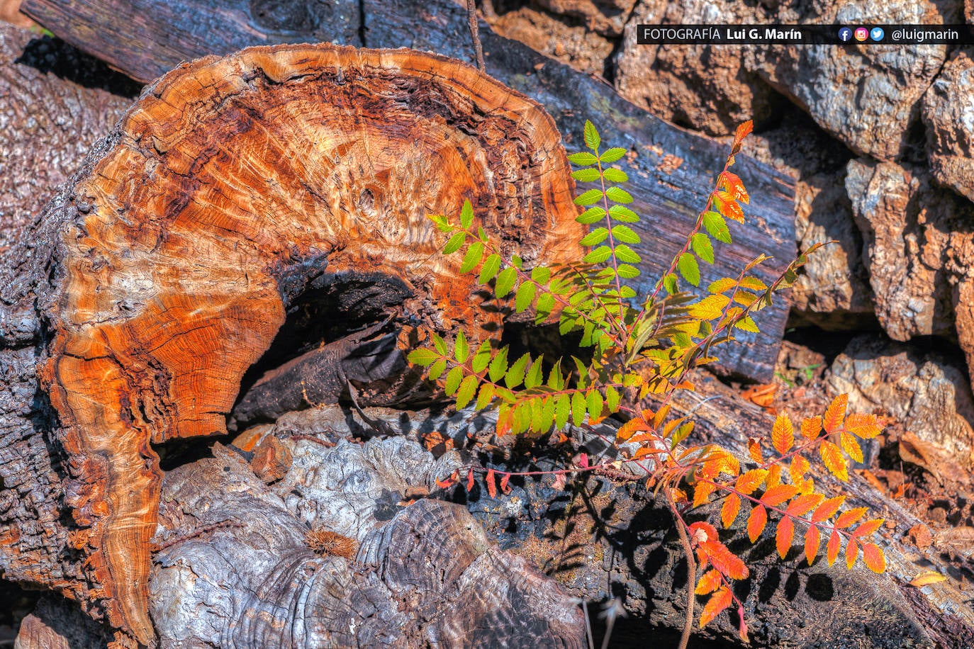 Los tonos ocres, cobrizos y dorados se apoderan, durante estos días de otoño, de los castaños