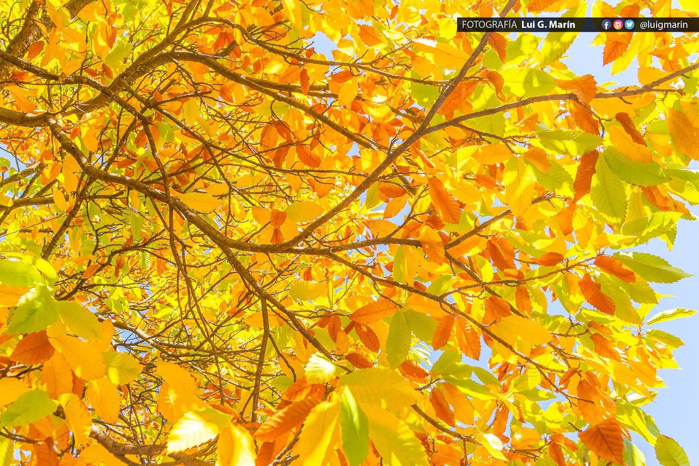 Los tonos ocres, cobrizos y dorados se apoderan, durante estos días de otoño, de los castaños