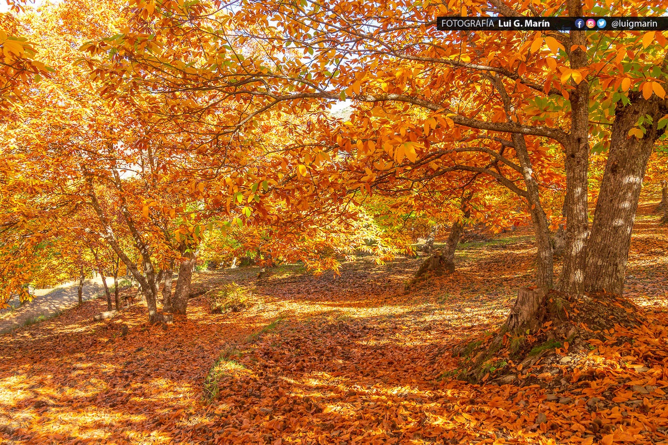 Los tonos ocres, cobrizos y dorados se apoderan, durante estos días de otoño, de los castaños
