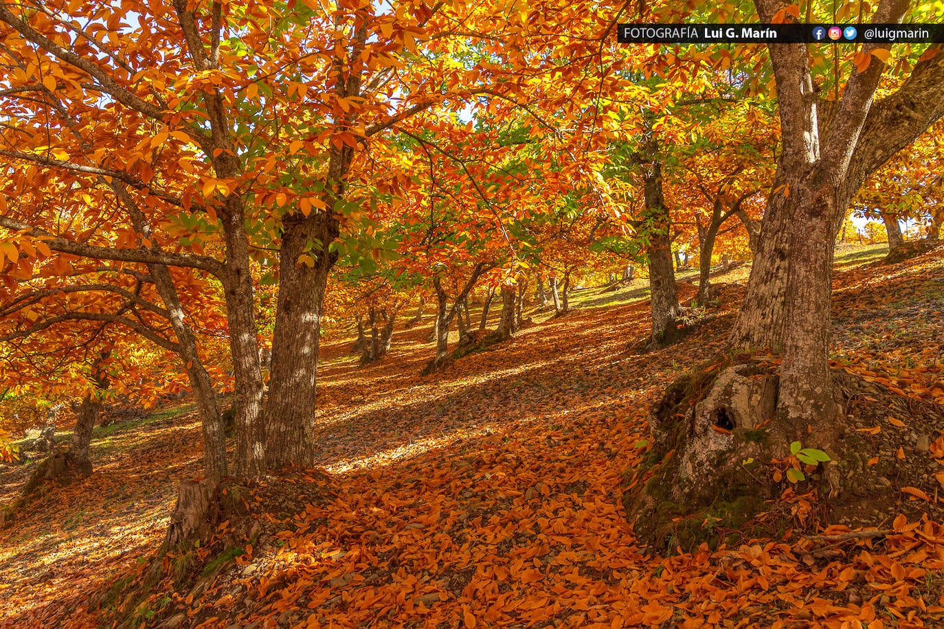 Los tonos ocres, cobrizos y dorados se apoderan, durante estos días de otoño, de los castaños