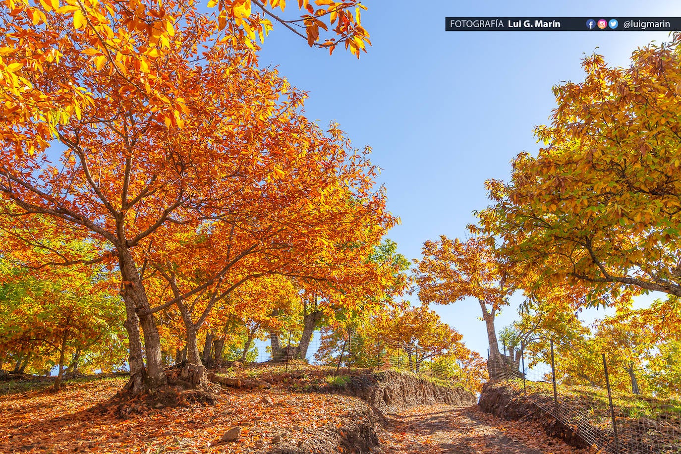 Los tonos ocres, cobrizos y dorados se apoderan, durante estos días de otoño, de los castaños