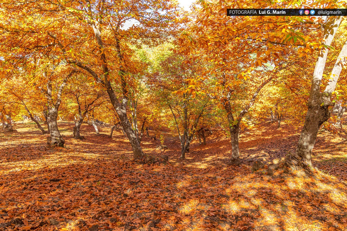 Los tonos ocres, cobrizos y dorados se apoderan, durante estos días de otoño, de los castaños