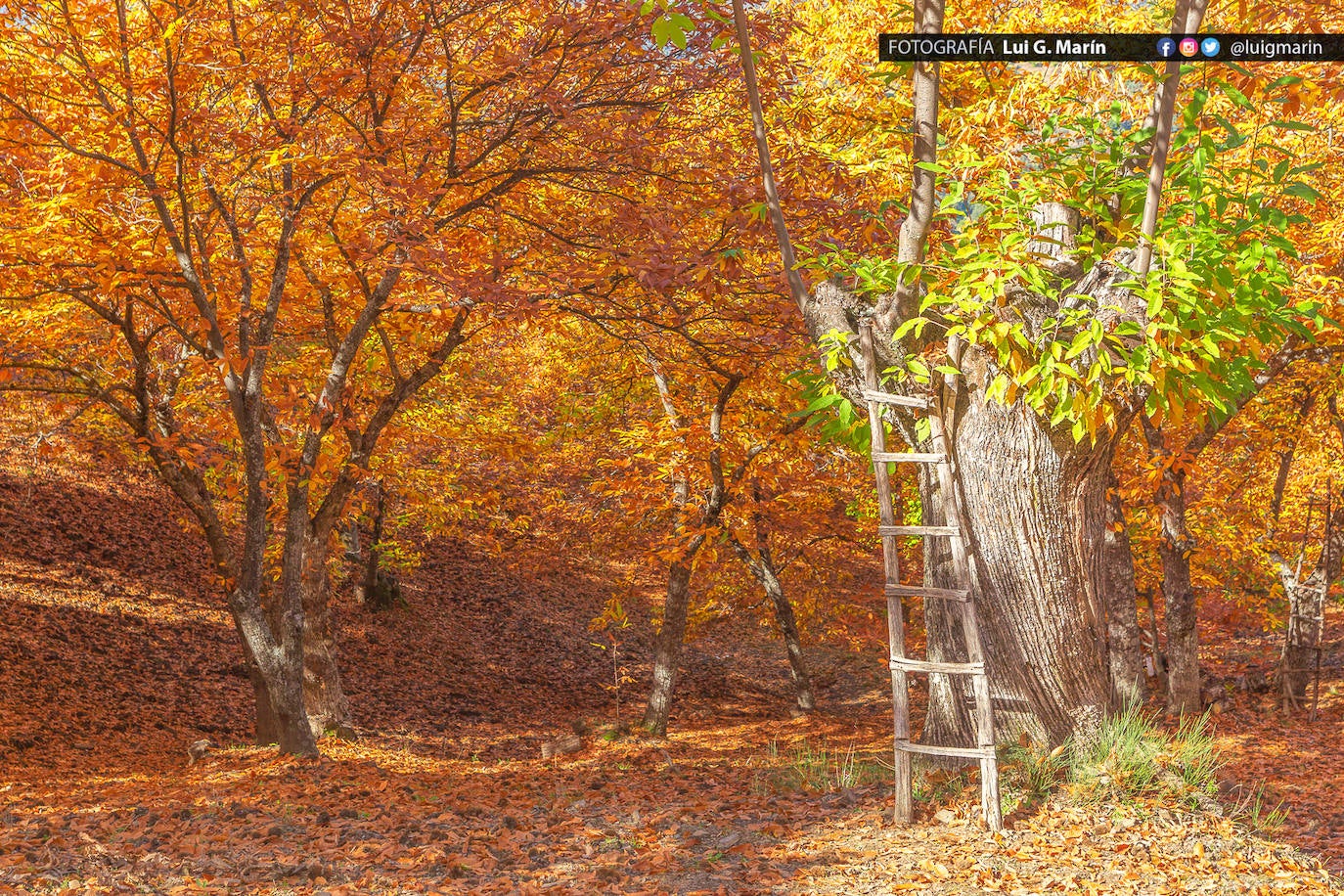 Los tonos ocres, cobrizos y dorados se apoderan, durante estos días de otoño, de los castaños