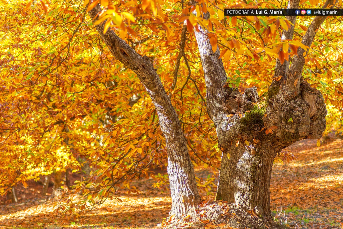 Los tonos ocres, cobrizos y dorados se apoderan, durante estos días de otoño, de los castaños