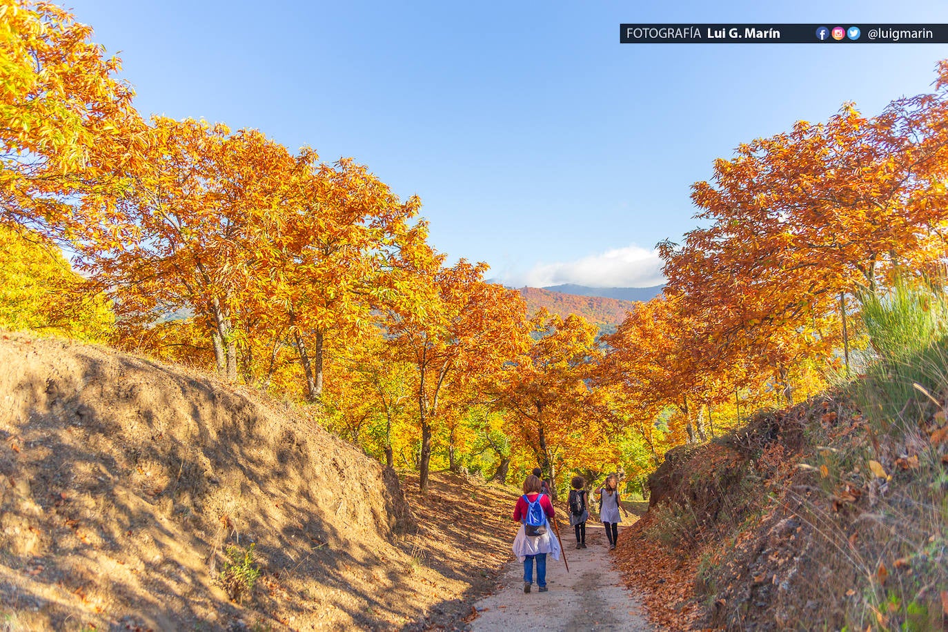 Los tonos ocres, cobrizos y dorados se apoderan, durante estos días de otoño, de los castaños