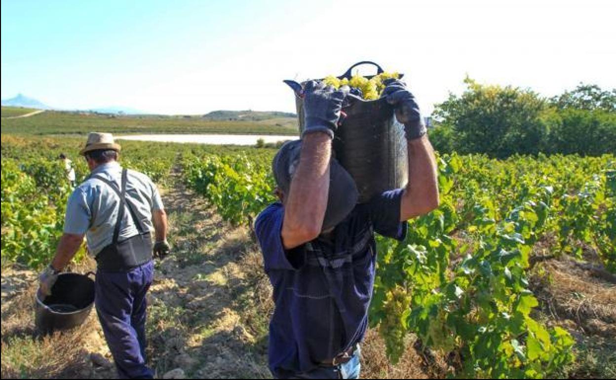 Agricultores se concentrarán en Málaga por la crisis de precios hortofrutícola