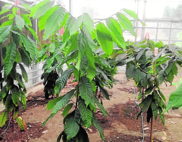 Imagen de varias de las plantas sembradas por los científicos de La Mayora en la estación experimental. 