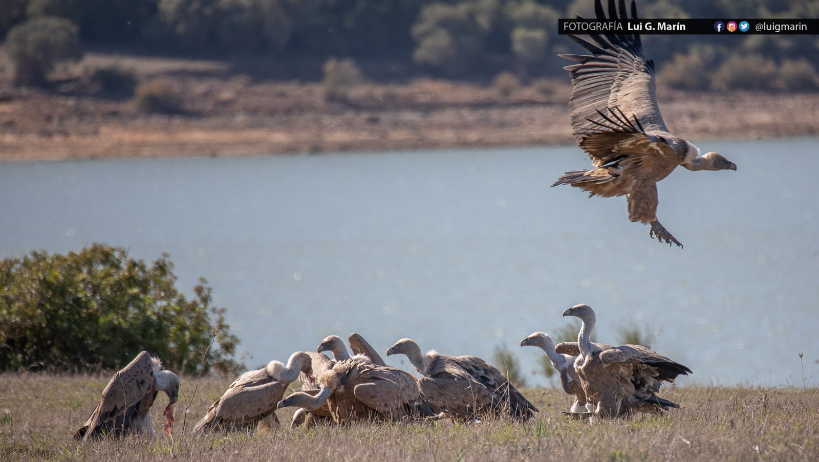 «Estas imágenes las tomé en las inmediaciones de Benalup-Casas Viejas,, provincia de Cádiz, pero los animales se mueven con total indiferencia a las fronteras humanas, y se dejan ver también por territorio malagueño»