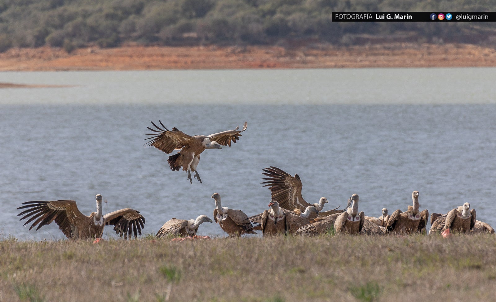 «Estas imágenes las tomé en las inmediaciones de Benalup-Casas Viejas,, provincia de Cádiz, pero los animales se mueven con total indiferencia a las fronteras humanas, y se dejan ver también por territorio malagueño»